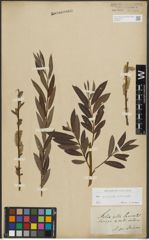 Foto von Salix purpurea L. x Salix viminalis L.